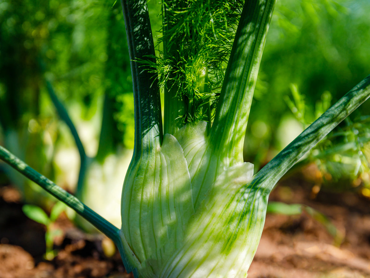 Fennel- Facts, Benefits, How to grow and take care