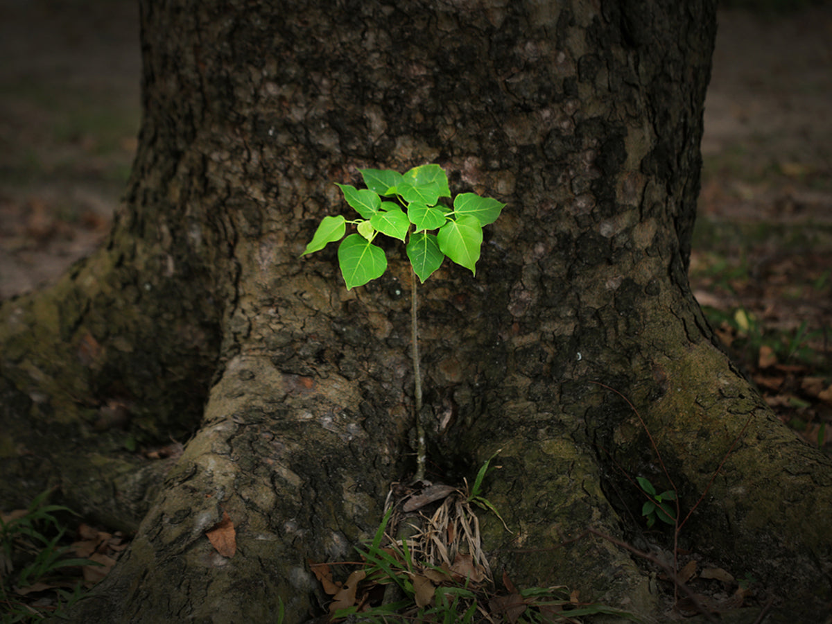 Peepal Tree: Facts, Benefits, Uses, How to Grow & Care Tips