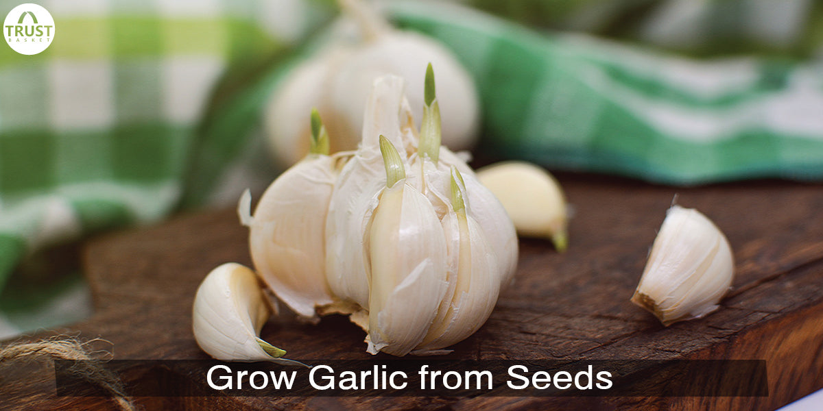 How to Grow Garlic from Seeds in Pots