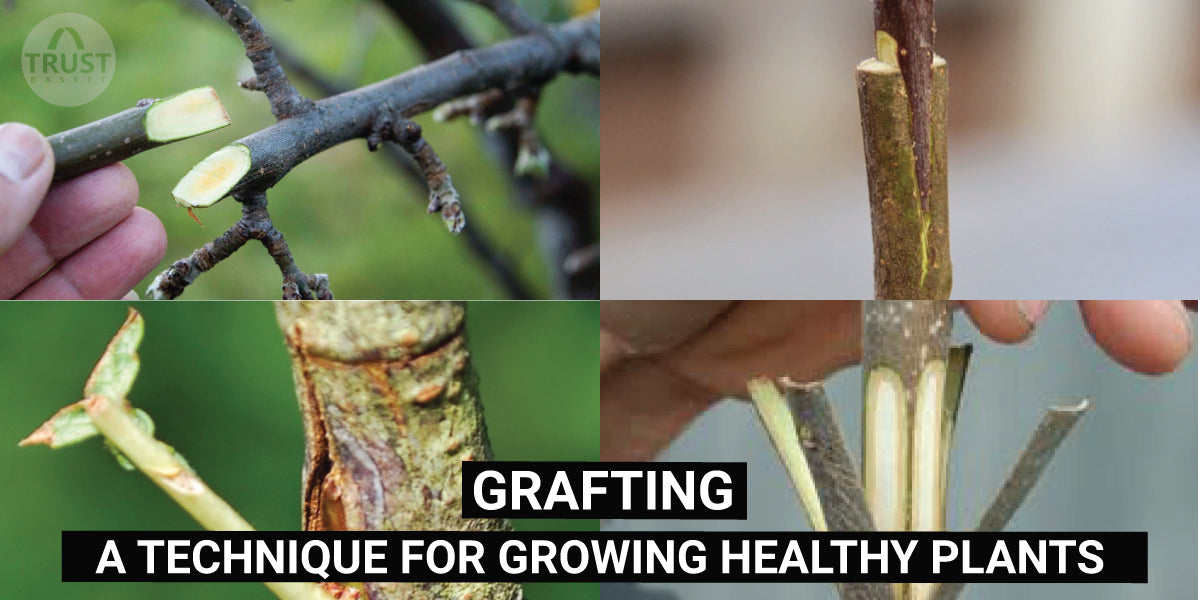Grafting - A Technique for Growing Healthy Plants