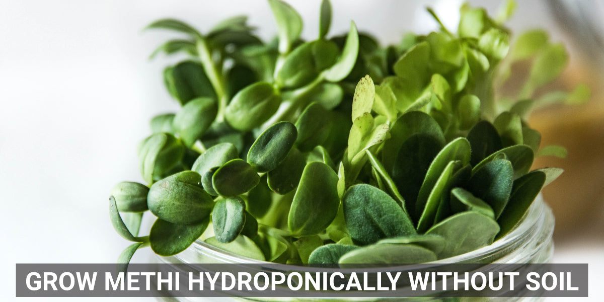 Grow Methi Hydroponically, without Soil