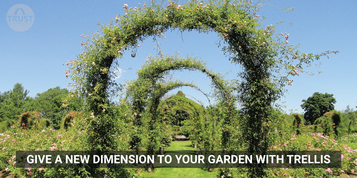 Give a new dimension to your garden with Trellis