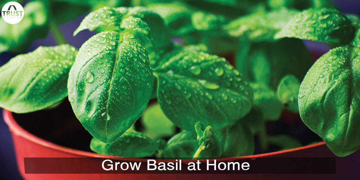 Basil leaves: How to grow basil plant