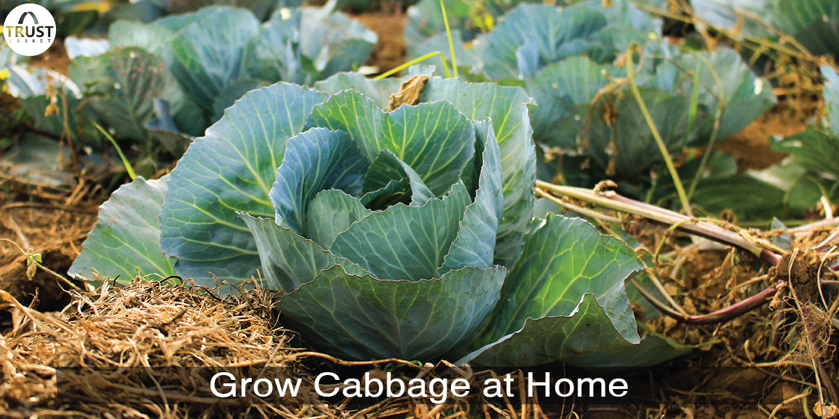 How to Grow Cabbage at Home