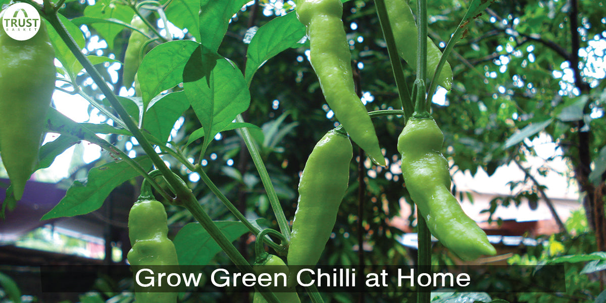 How to grow green chilli plant from seeds