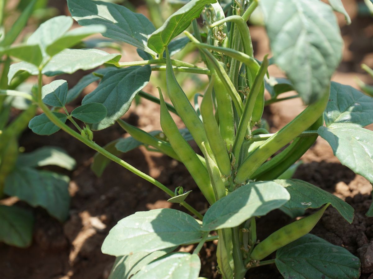 Growing Cluster Beans (Guar) In Pots From The Seed