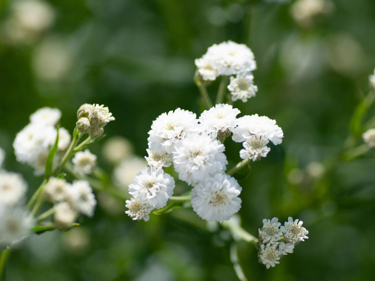 Baby's breath, Description, Species, & Facts