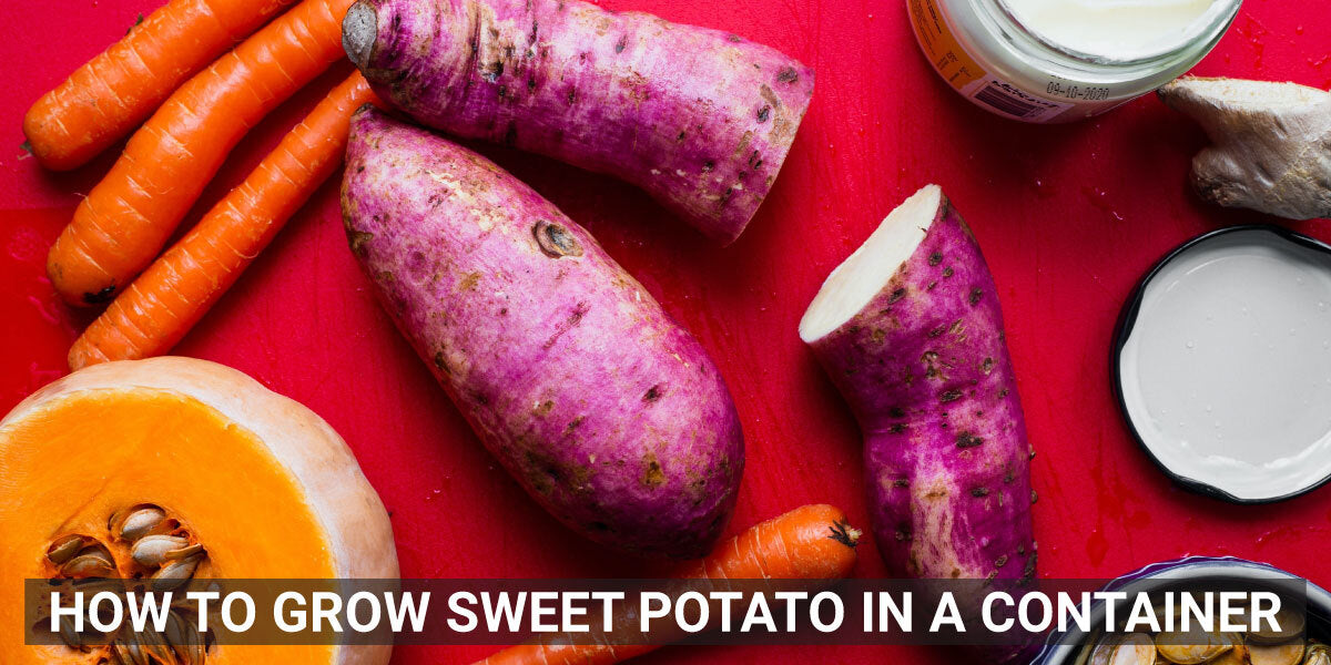 How to plant and grow sweet potato in container