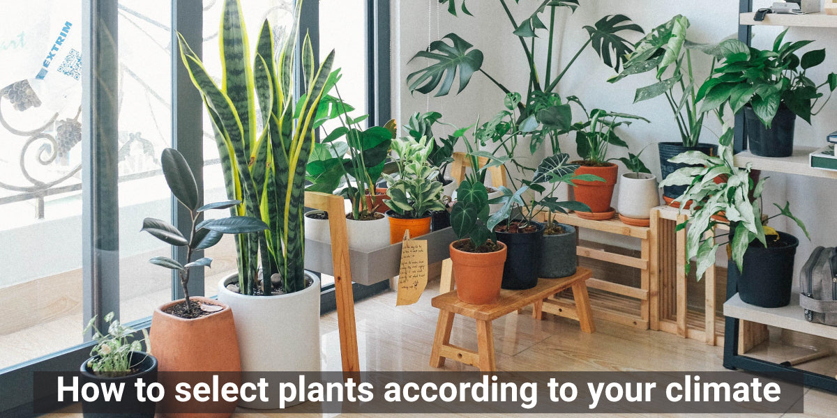 How to select plants according to your climate