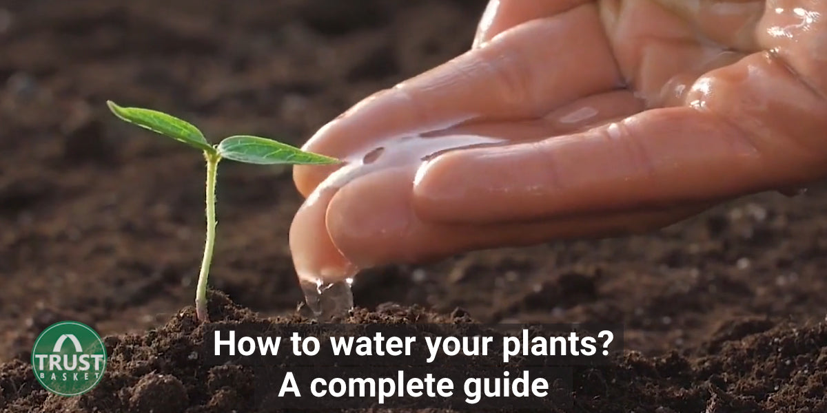 How to water indoor/outdoor plants - A Complete Guide