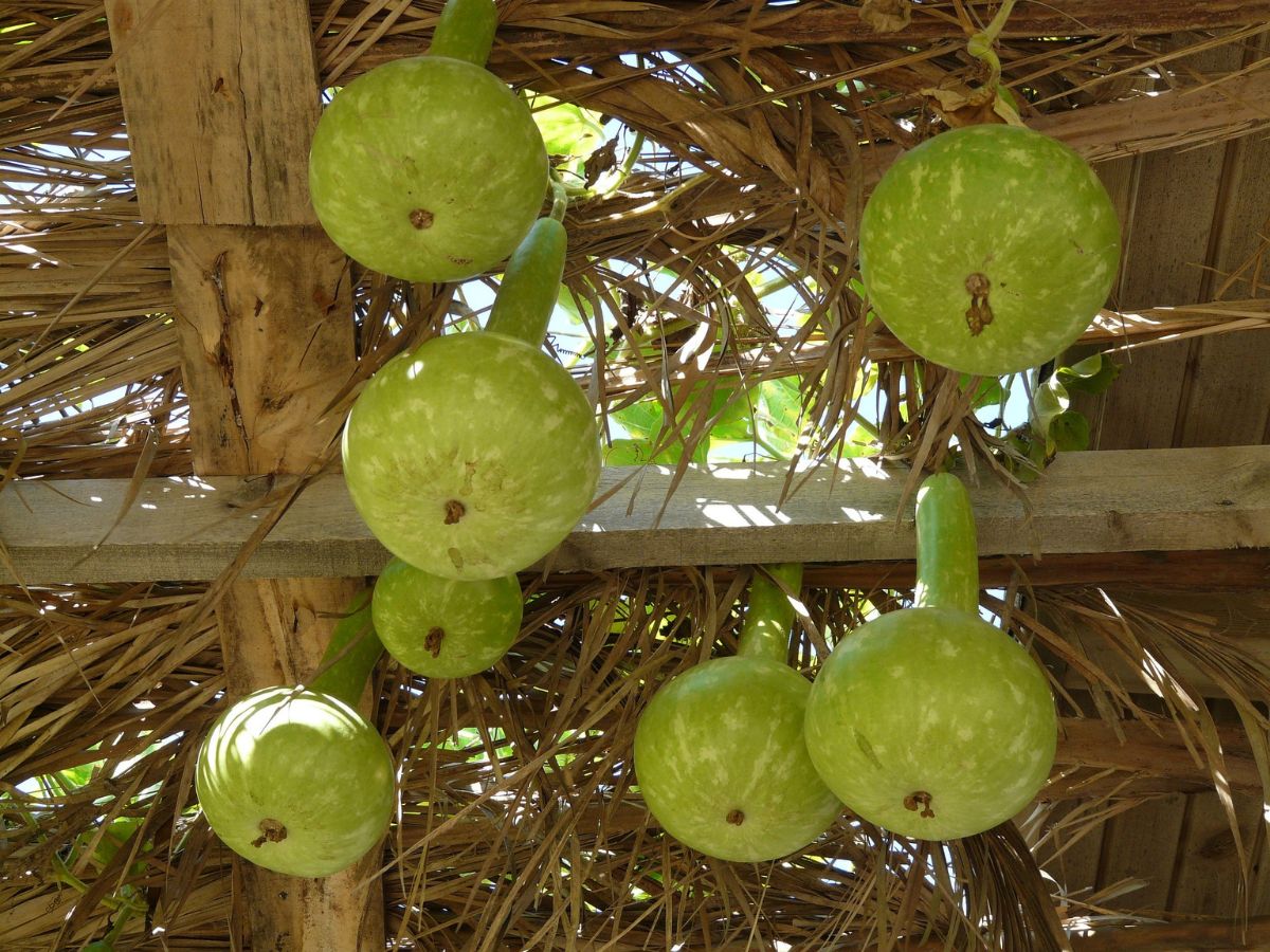 Calabash (Lauki Or Bottle Gourd) - Facts, Benefits, Cultivation & How To Grow at Home