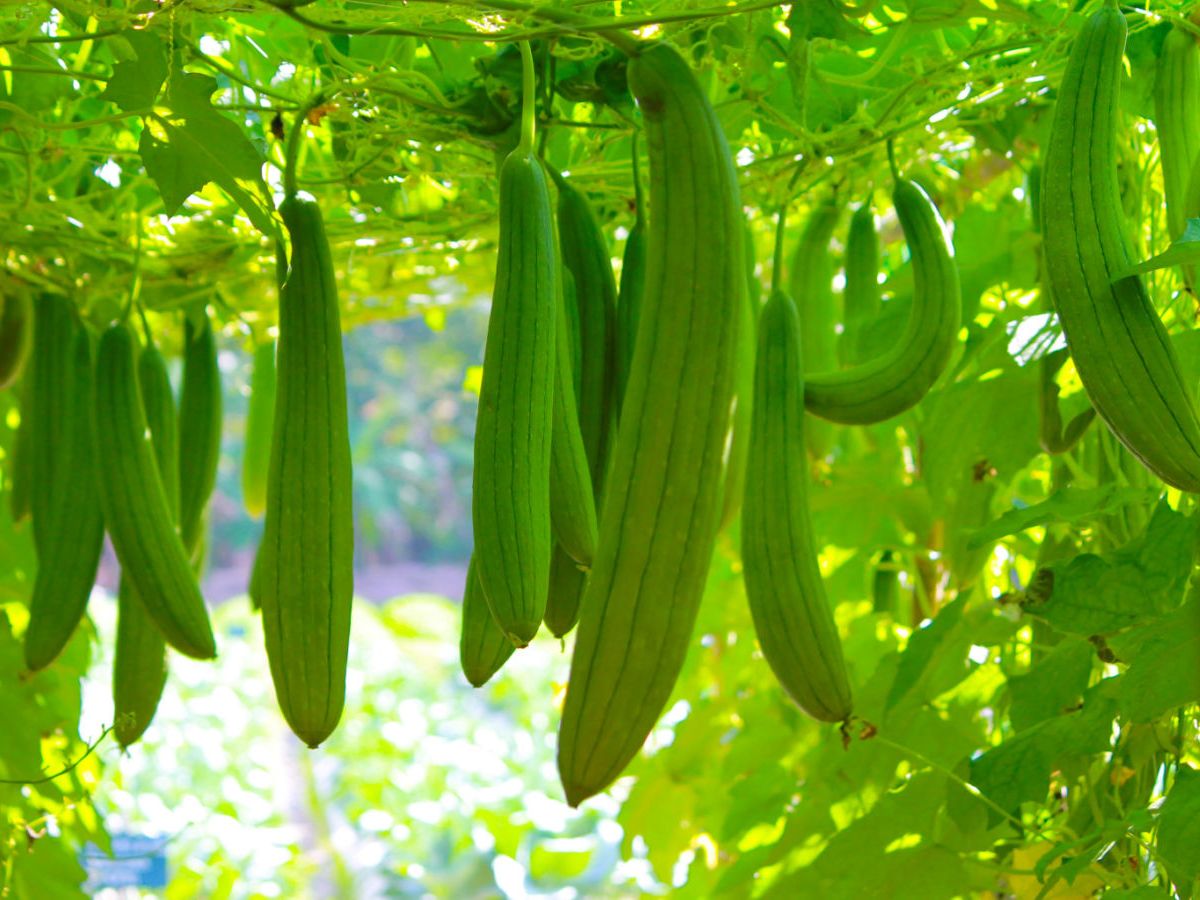 How To Grow Sponge Gourd (Luffa aegyptiaca) and its Health Benefits