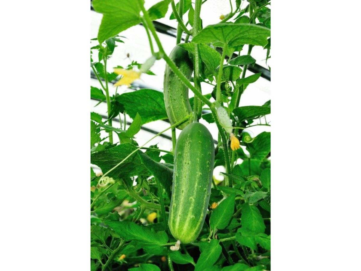 https://www.trustbasket.com/cdn/shop/articles/How_to_grow_cucumber_khira_from_seeds.jpg?v=1675826576
