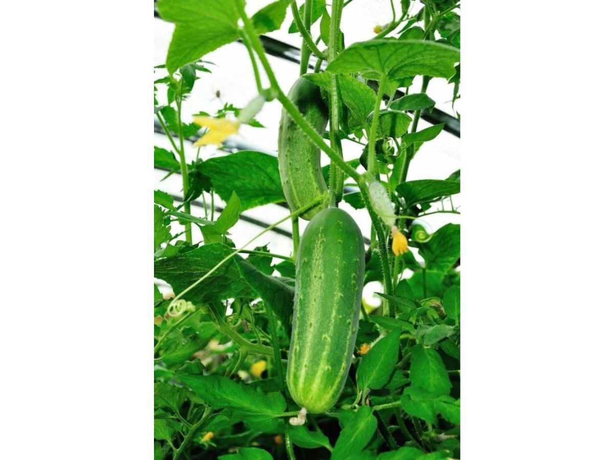 How to grow cucumber (khira) from seeds
