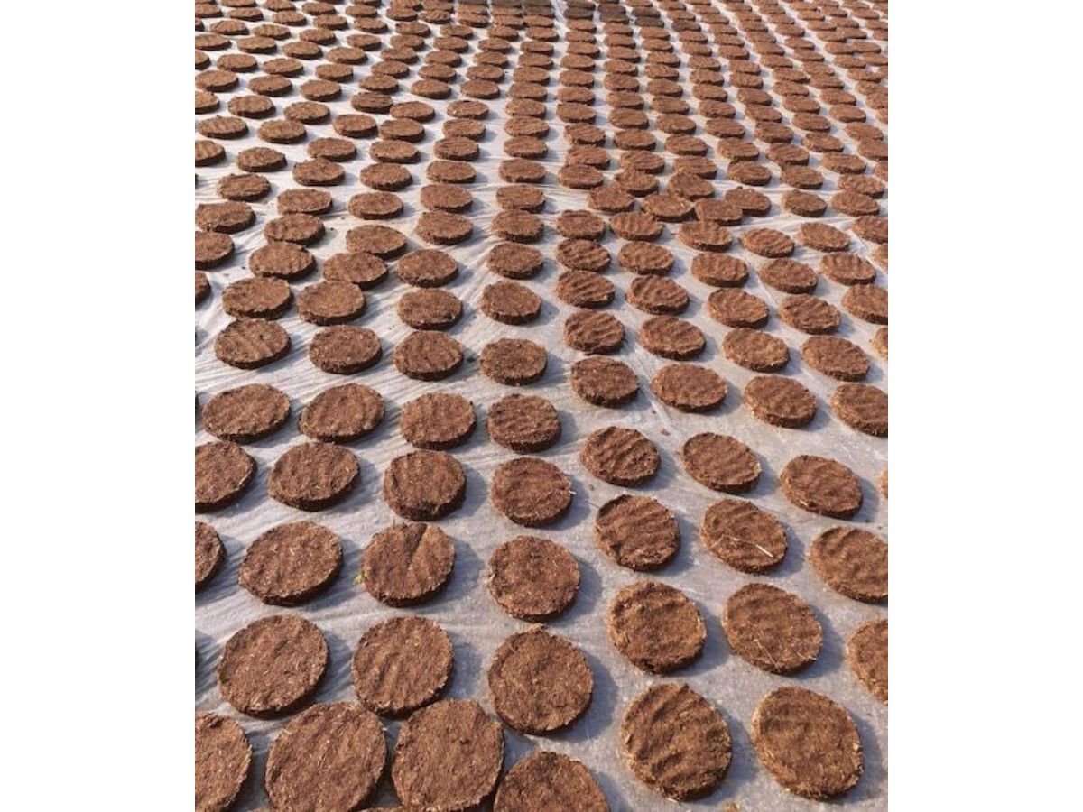 How to use Cow Dung Cakes for plants?