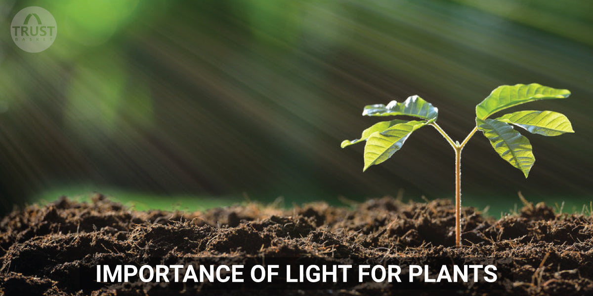 Importance of light for plants