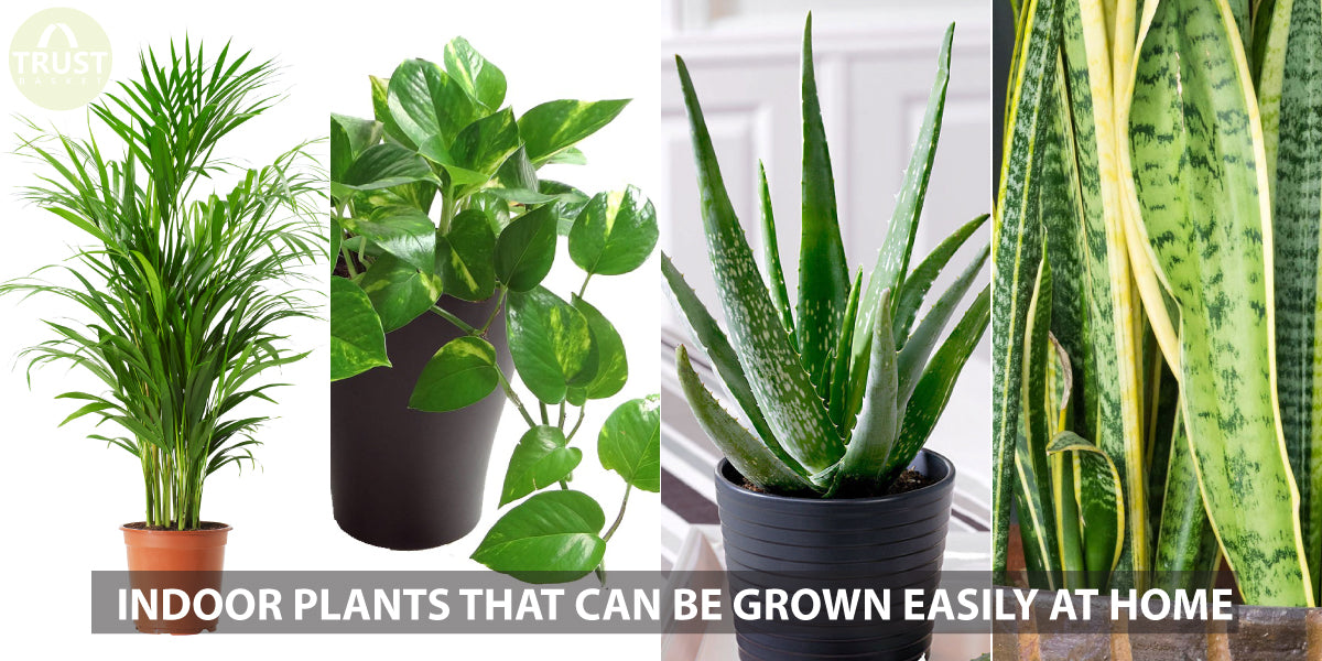 4 Indoor plants that are hard to Kill