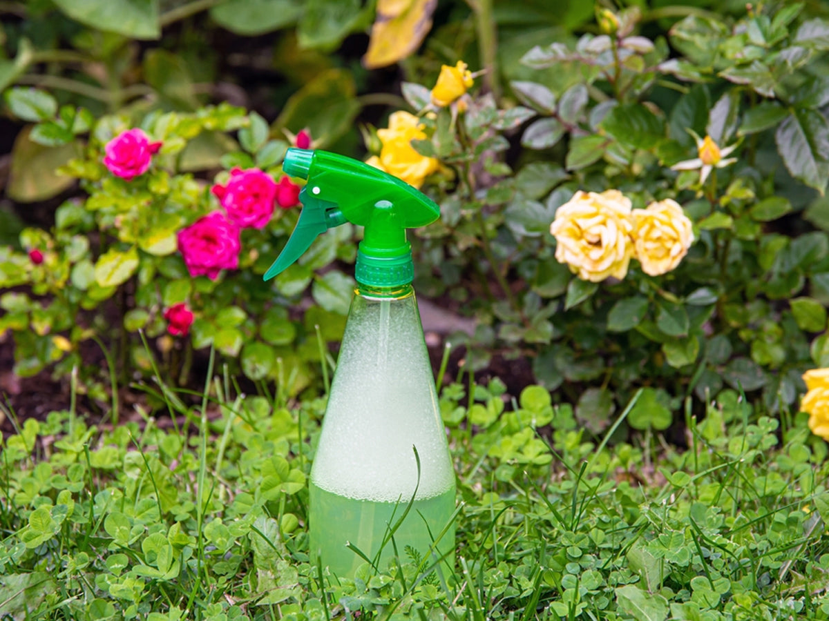 Everything You Should Know about Natural or Homemade Pesticides