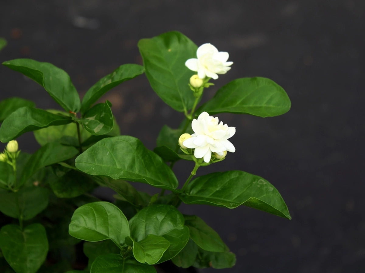 Top 10 Indian flowers that you can grow in your balcony