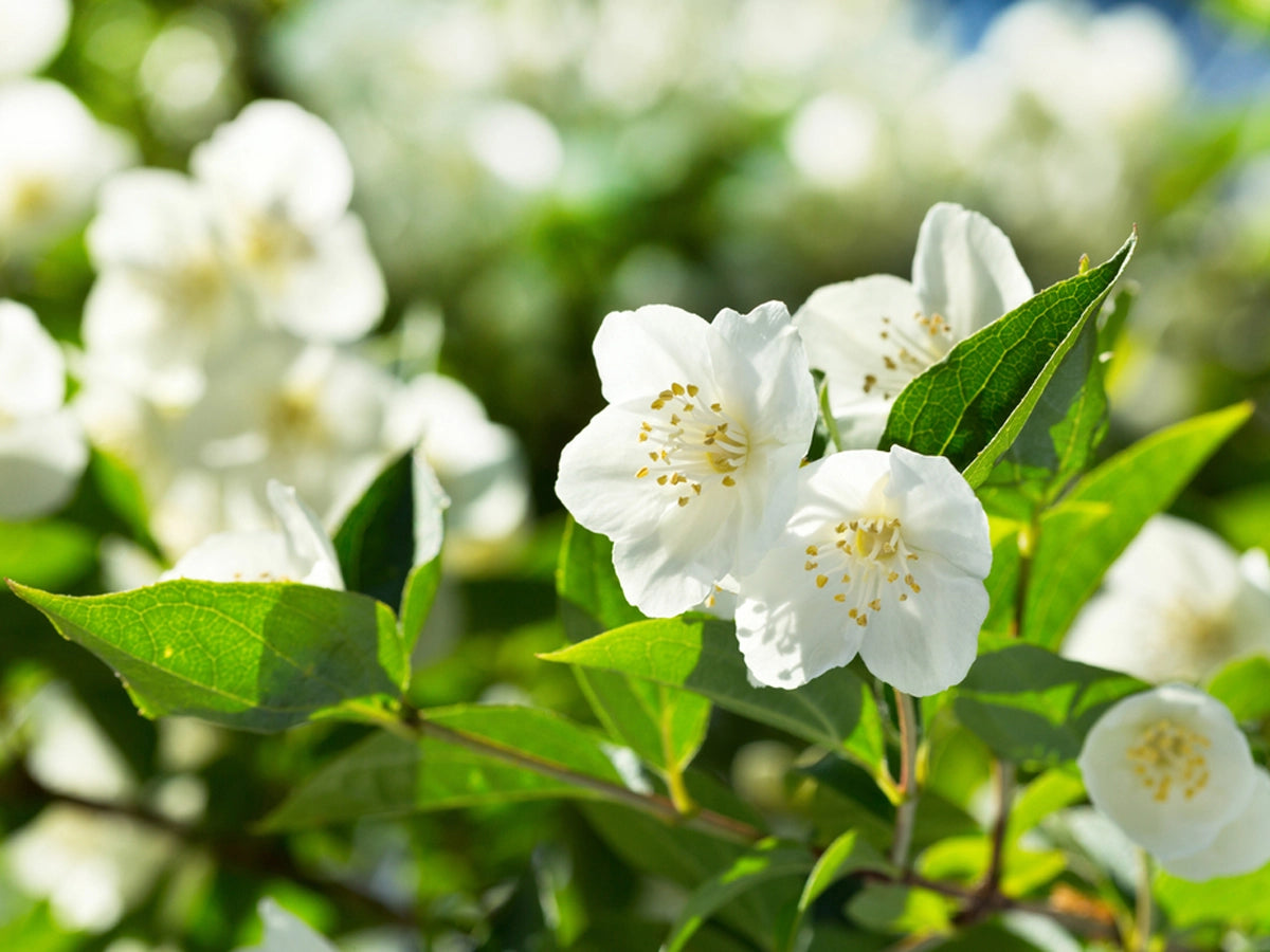 Jasmine Growing and Care Tips – Add More Beauty to Your Garden