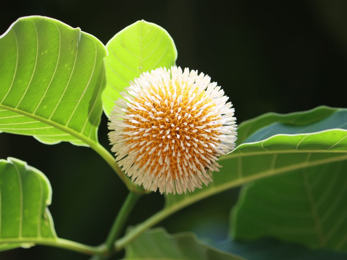 Kadam Tree (Kadamba Or Bur - Flower Tree) - Facts, Benefits, Care & How To Grow