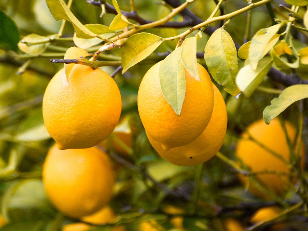 How effective lemons are in daily life and how to grow them at home?