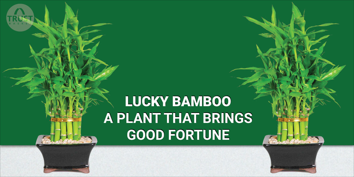 Lucky Bamboo - A Plant that Brings Good Fortune
