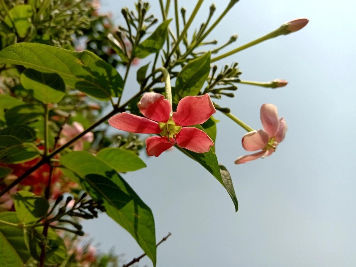 Madhumalti - Facts, Benefits, How To Grow, And Care