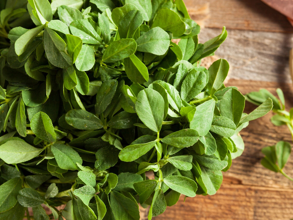 Cultivating Methi (Fenugreek): A Comprehensive Guide to Growth, Benefits, and Care