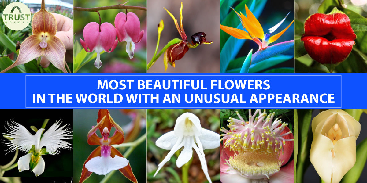 Most Beautiful flowers in the world with an unusual appearance