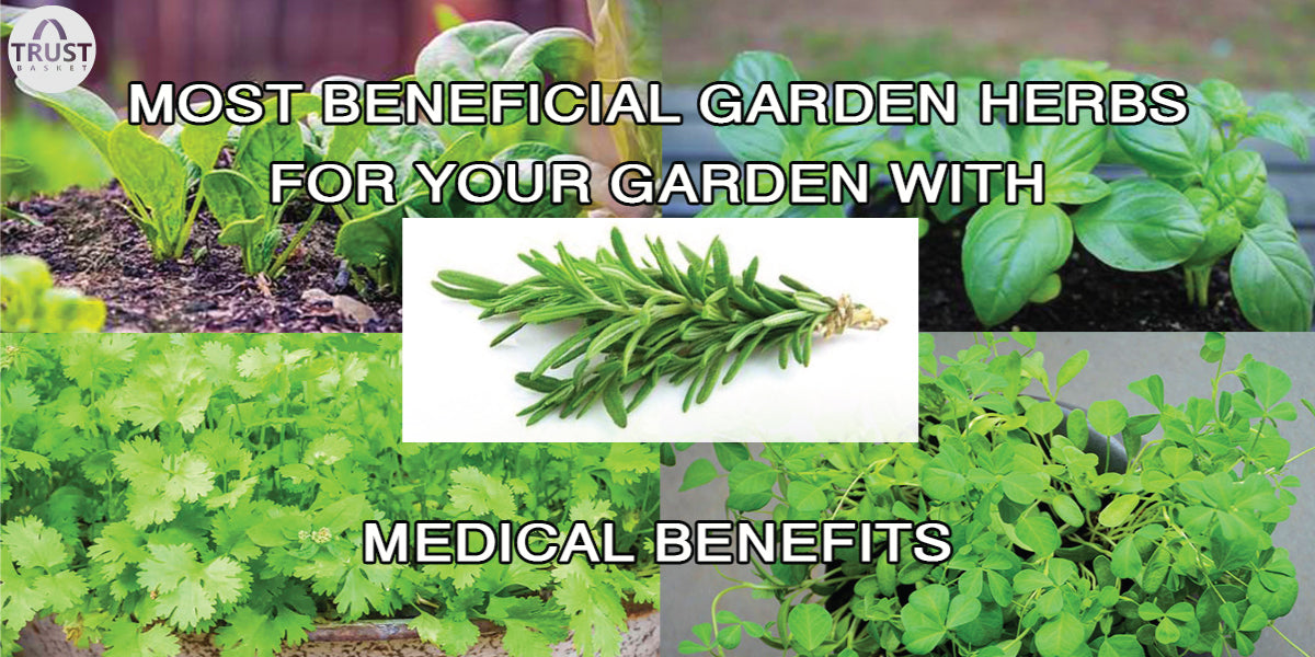 Easy growing Garden Herbs for your garden with medicinal benefits
