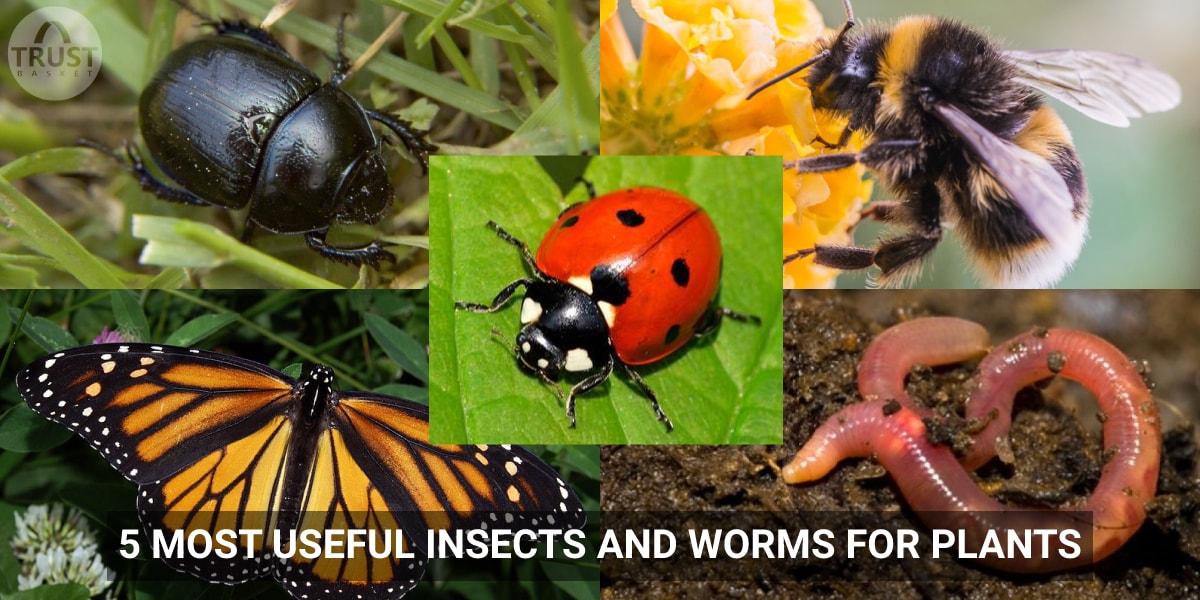 Garden Guardians: Top 5 Insects and Worms That Benefit Your Plants