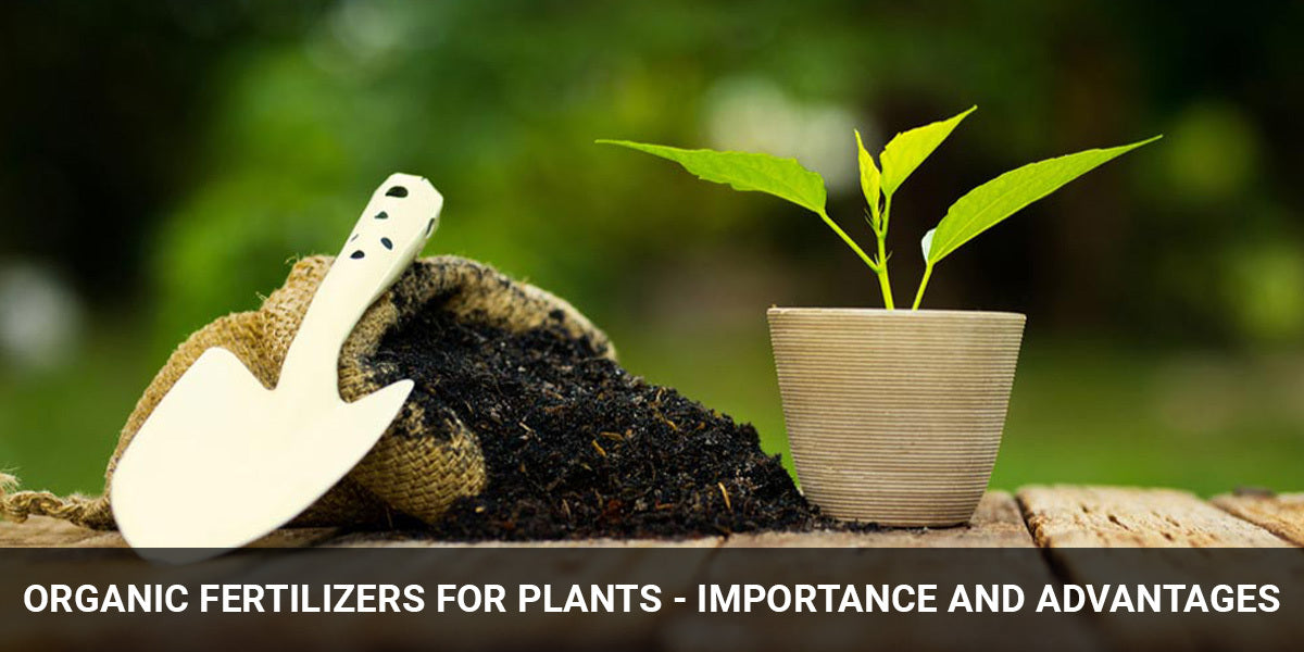 Types of Organic Fertilizers for plants - Importance and Advantages
