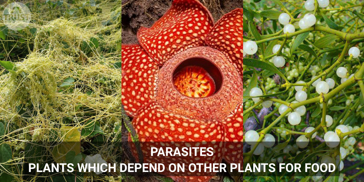 Parasites- Plants which depend on other plants for food