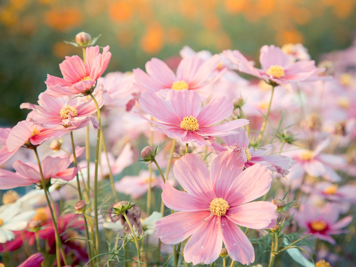 Cosmos- Facts, Benefits, How to Grow and Take Care