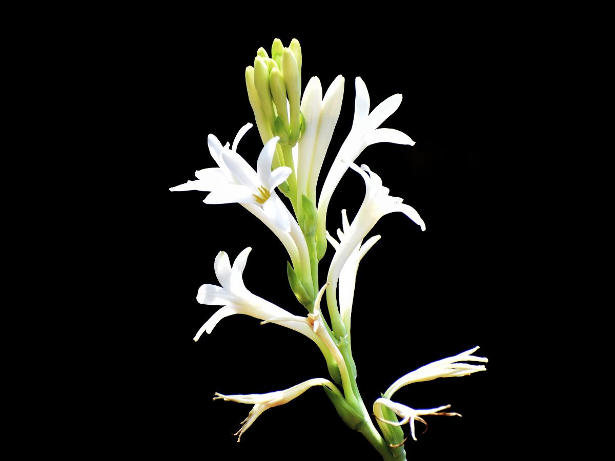 Rajnigandha (Tuberose) Plant - Facts, Benefits, Care & How to Grow