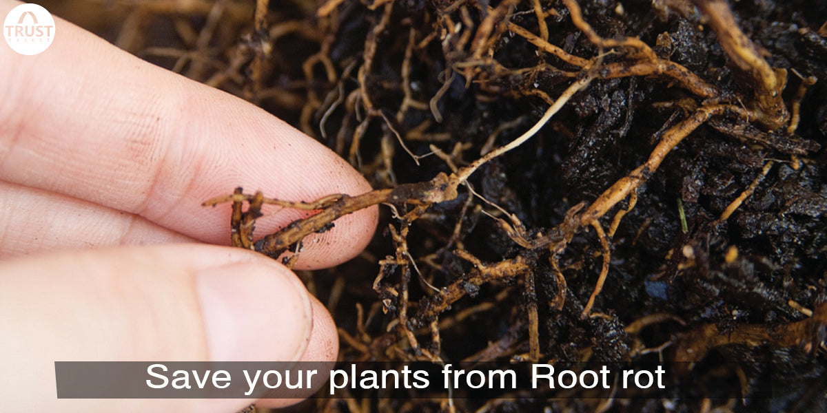 How to save plants from Root rot