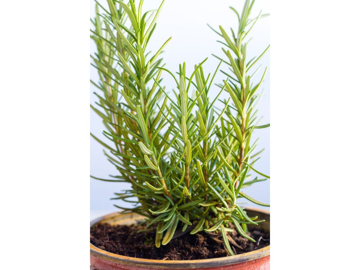 Rosemary Plant - Facts, Benefits, Care & How To Grow