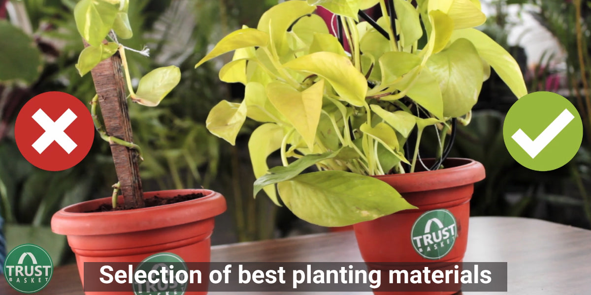 From Seedlings to Saplings: The Science of Choosing Best Planting Material