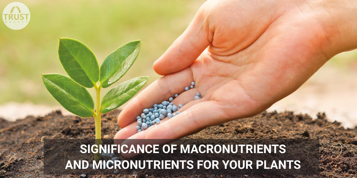 Significance of Macro nutrients and Micro nutrients for your plants