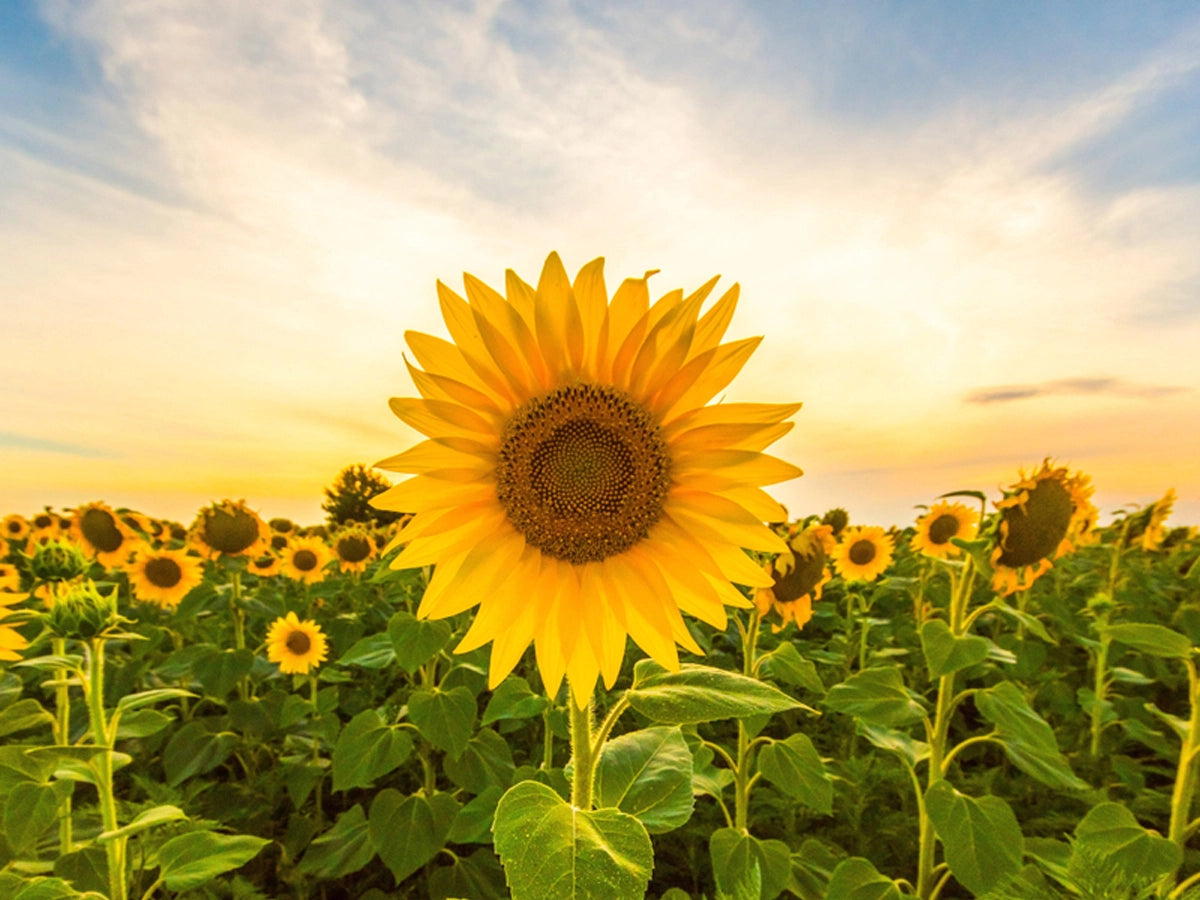 Sunflower: Facts, Benefits, How to grow and take care – TrustBasket
