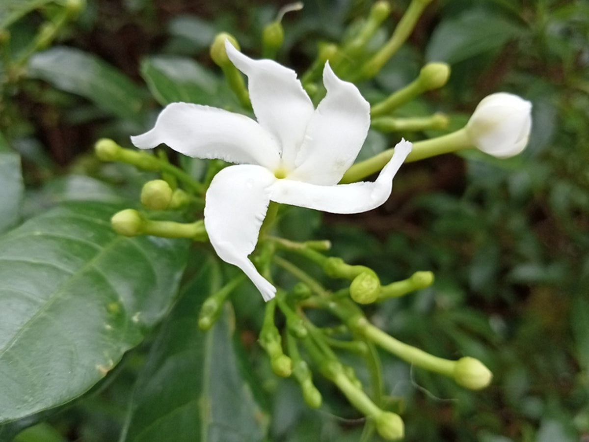 Grace Your Garden With Chandni Flower (Pinwheel): How to Grow & Caring Tips