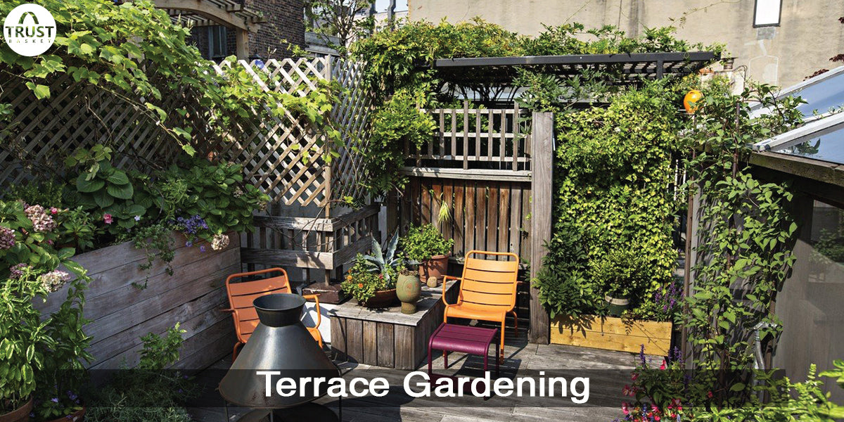 Terrace gardening