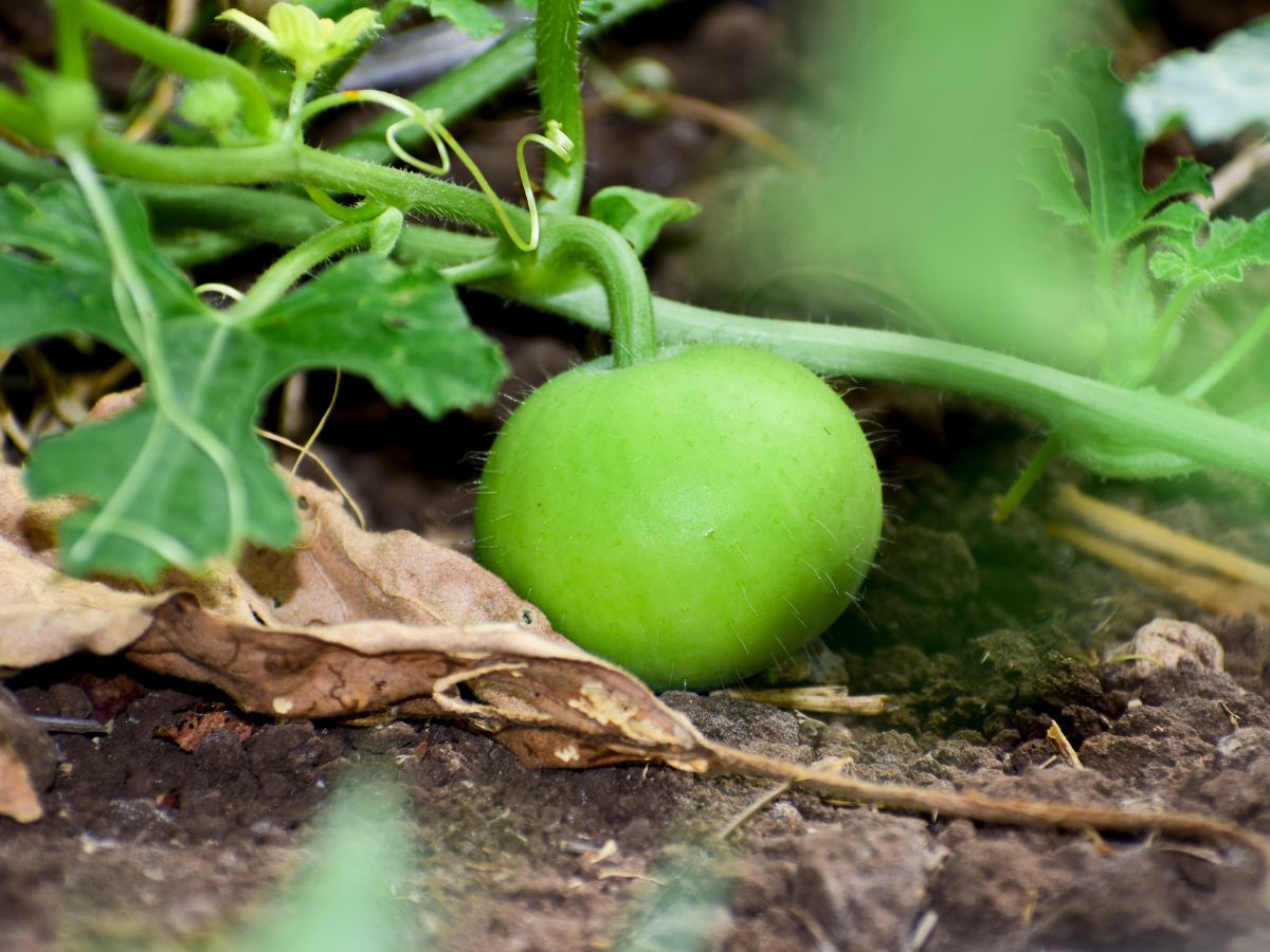 Tinda Vegetable (Round Gourd) - Facts, Benefits, Cultivation & How To Grow at Home