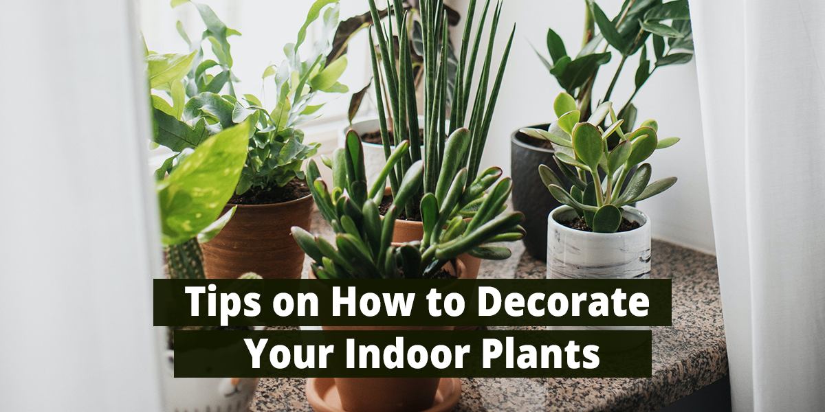 Tips on How to Decorate Your Indoor Plants