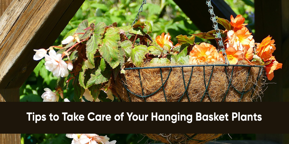 Tips to Take Care of Your Hanging Basket Plants