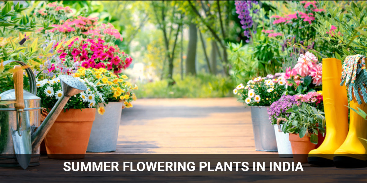 Best 10 Summer Flowering Plants in India - Easy to grow - Long lasting