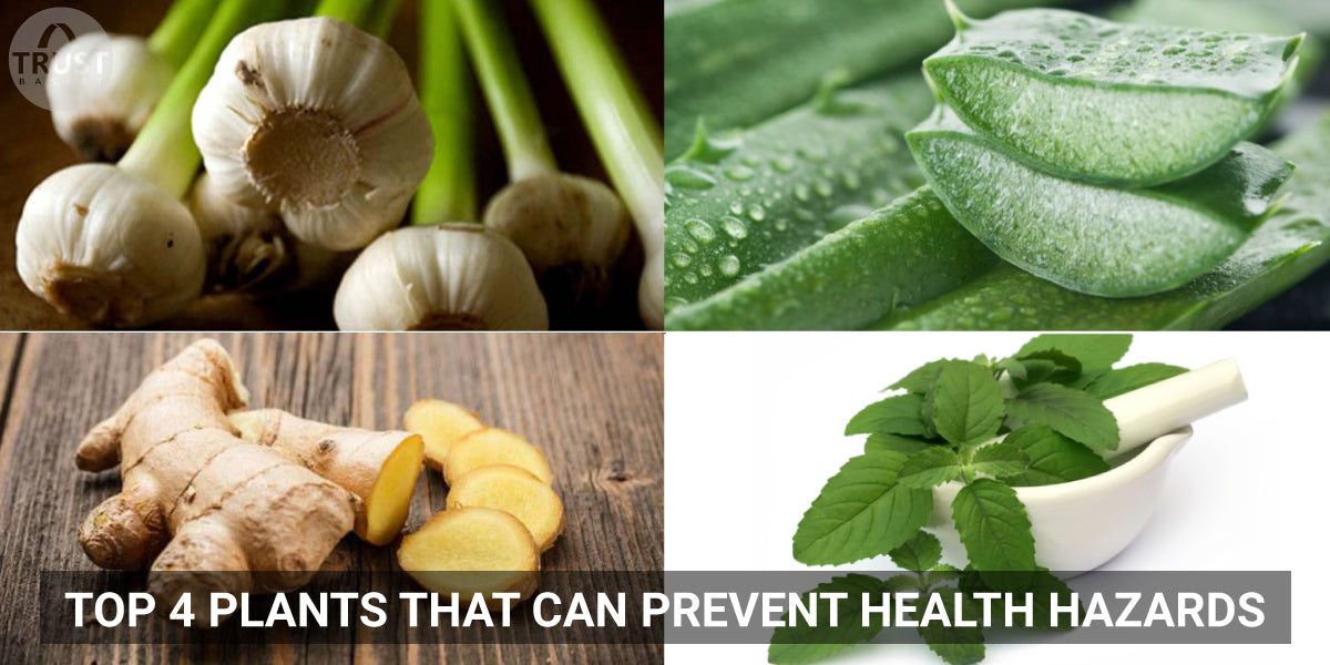 Top 4 plants that can prevent health hazards