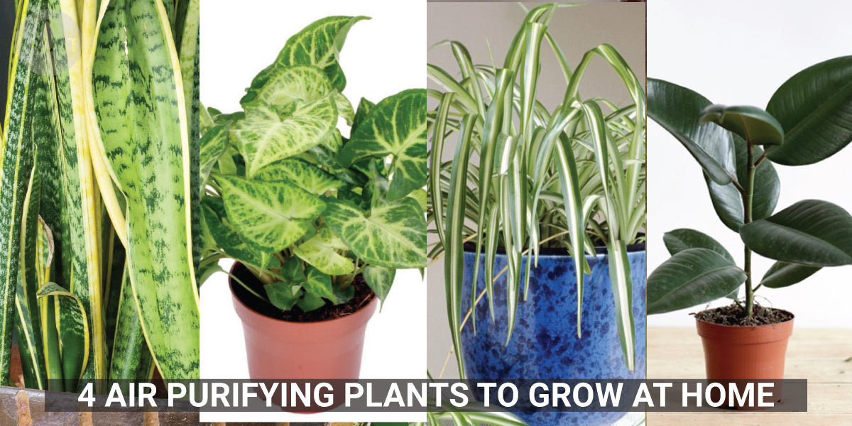 4 Air Purifying Plants to Grow at Home