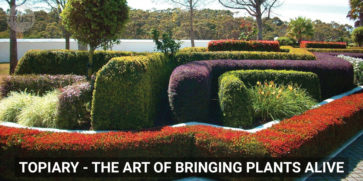Topiary - The art of bringing plants alive